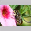 Anthidium manicatum - Grosse Wollbiene m18a 13mm Garten.jpg